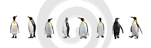 Set of King penguins isolated on the white background