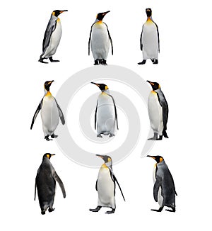 Set of King penguins isolated on the white background