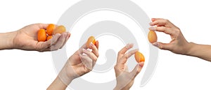 Set of kumquat citrus fruit in hand isolated on a white background, banner photo