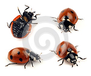 Set of lady bug shots