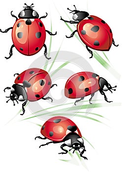 Set of ladybird