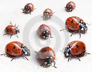Set of ladybugs after hibernation in indoor