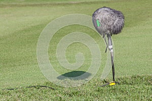 The set of large microphone boom with windshield for live sport