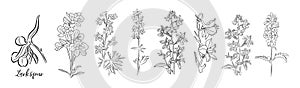 Set of Larkspur flower line art vector drawings.