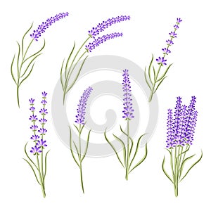 Set of lavender flower heb for healthcare or floral design isola