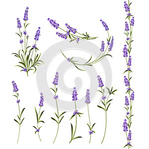 Set of lavender flowers.