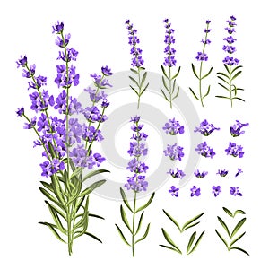 Set of lavender flowers elements. Collection of lavender flowers on a white background. Vector illustration