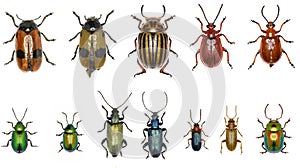 Set of Leaf-beetles of Europe - Chrysomelidae