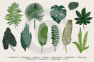 Set Leaf. Exotics.