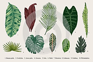 Set Leaf. Exotics. Vintage vector botanical illustration.