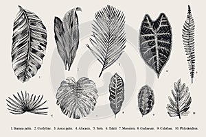 Set Leaf. Exotics. Vintage vector botanical illustration.