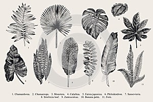 Set Leaf. Exotics. Vintage vector botanical illustration.