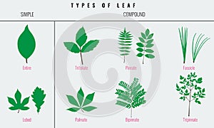 Set of Leaf types infographics. Silhouette Vector