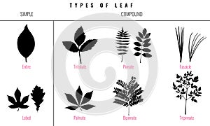Set of Leaf types infographics. Silhouette Vector