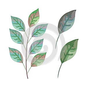 Set leafs plant icons