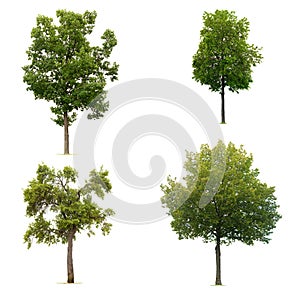 Set of leafy green tree