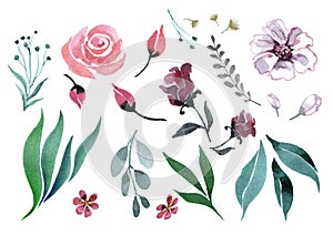 Set of leaves, blades of grass, flowers of green, red and lilac color on a white background. watercolor