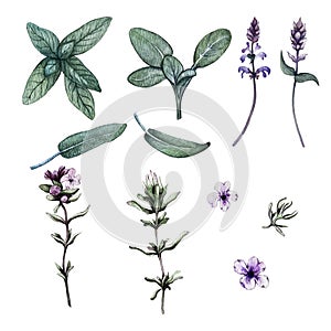 Set of leaves, branches and flowers of sage and thyme. Watercolor illustration