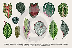 Set leaves. Exotics. Vintage vector botanical illustration. photo