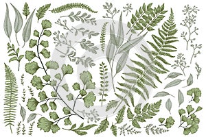 Set with leaves and ferns.