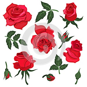 Set of leaves and flowers of a red roses isolated on a white background. Vector graphics