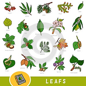 Set of leaves and fruits, collection of vector nature items with names in English. Cartoon visual dictionary for children about