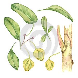 Set of leaves of maqui berry tree elements