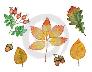 Set of leaves, sprig of rose hips and acorns. Watercolor drawing on the autumn theme. Isolated decorative elements and