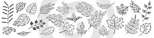 Set of Leaves in thin line style. Outline leaves