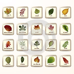 Set of leaves. Vector illustration decorative design