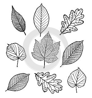 Set of leaves