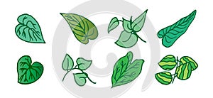 Set of leaves on white background. beautiful green leaf. hand drawn vector. green outline. collection of nature icon. doodle art f