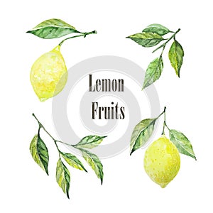 Set of lemon fruit illustrations. Two lemons and two branches of leaves. Watercolour Isolate on white background. Citrus