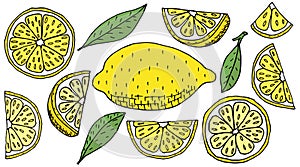 Set of lemon fruits hand drawn, isolated. Yellow lemon, slice, quarter. Design elements. Vector illustration