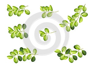 Set of lemon leaves isolated on the white background