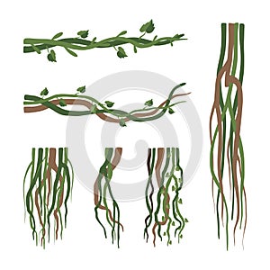 Set of lianas. Vine winding branches. Jungle tropical climbing plants cartoon vector illustration