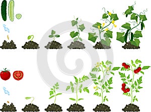 Set of life cycles of agricultural plants. Growth stages of tomato and cucumber plant