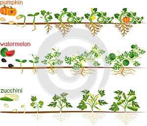 Set of life cycles of gourd plants. Stages of watermelon, pumpkin, zucchini growth from seed and sprout to harvest