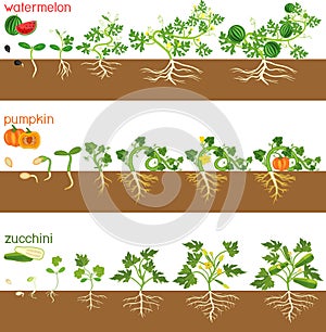 Set of life cycles of gourd plants. Stages of watermelon, pumpkin, zucchini growth from seed and sprout to harvest