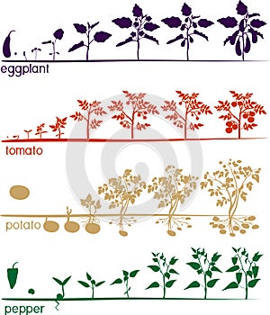 Set of life cycles of nightshade plants