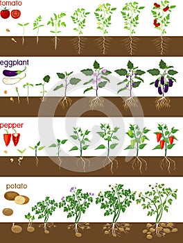 Set of life cycles of nightshade plants pepper, tomato, potato and eggplant.