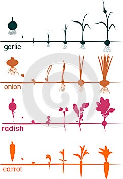 Set of life cycles of vegetable plants garlic, radish, carrot and onion.