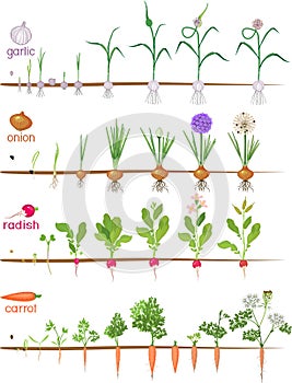 Set of life cycles of vegetable plants garlic, radish, carrot and onion.