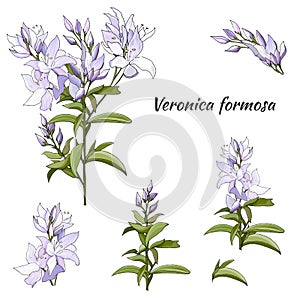 Set of lilac flowers, medicine herb Veronica formosa. Hand drawn flowers cutted on white