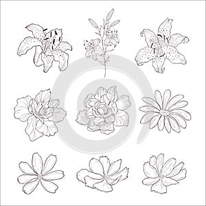 Set of Lily, Cosmos, Wild Rose Flowers. Line Art.