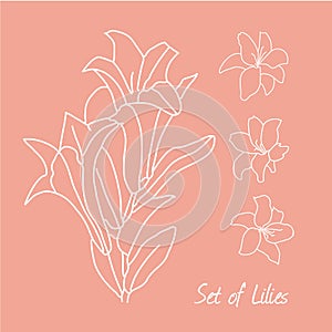 Set of lily flowers drawings. vector illustration. line drawn flower. botanical art