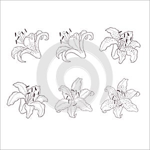 Set of Lily Flowers. Line Art