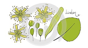 A set of linden. Isolated elements of the Tilia. Leaves, flowers and buds of basswood. limetree or lime tree