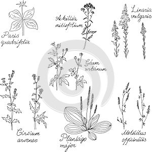Set of line drawing herbs with Latin names