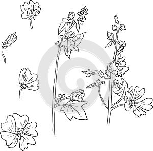 Set of line drawing mallow flowers